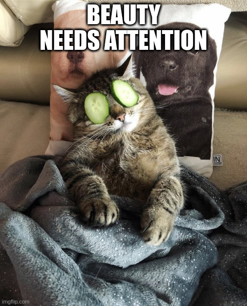 Beauty needs attention | BEAUTY NEEDS ATTENTION | image tagged in stepan cat,beauty | made w/ Imgflip meme maker
