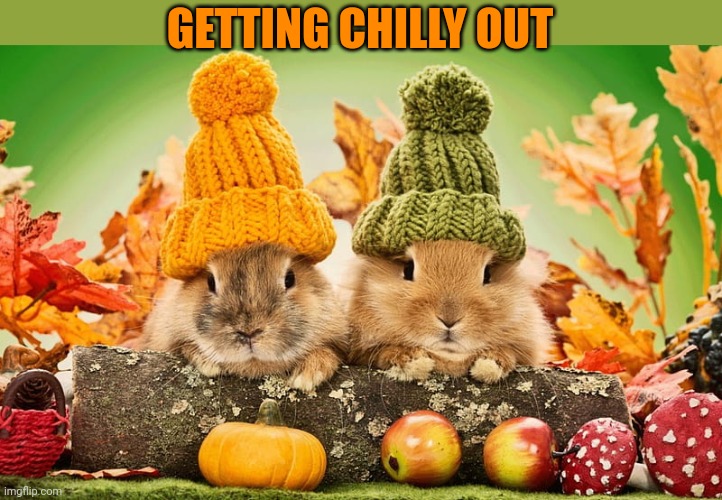 STARTING TO FEEL LIKE FALL, FINALLY | GETTING CHILLY OUT | image tagged in bunnies,rabbit | made w/ Imgflip meme maker