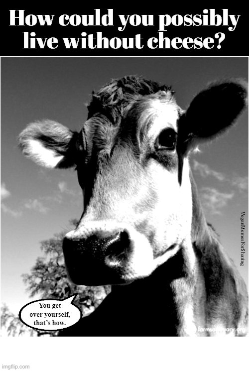 A Dead Calf In Every Bite Of Cheese | image tagged in vegan,veganism,vegetarian,cheese,milk,yogurt | made w/ Imgflip meme maker