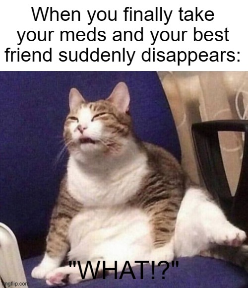 When you finally take your meds and your best friend suddenly disappears:; "WHAT!?" | image tagged in text box,squinting cat,schizophrenia,funny,memes,fun | made w/ Imgflip meme maker