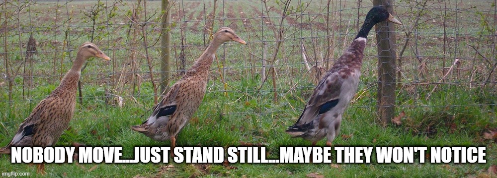 Duck Poles | NOBODY MOVE...JUST STAND STILL...MAYBE THEY WON'T NOTICE | image tagged in funny ducks | made w/ Imgflip meme maker