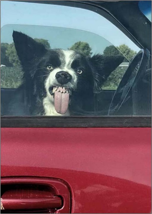 Stay Away From The Vehicle ! | image tagged in dogs,warning,stay away | made w/ Imgflip meme maker
