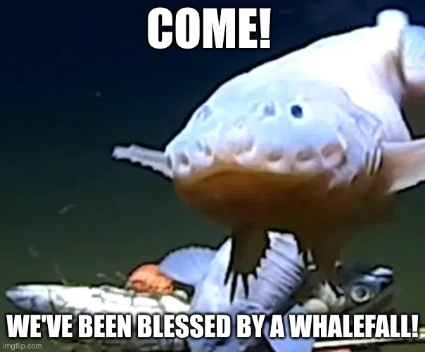 Come, traveler! | COME! WE'VE BEEN BLESSED BY A WHALEFALL! | image tagged in fish,weird,funny,ocean,deep sea,whales | made w/ Imgflip meme maker