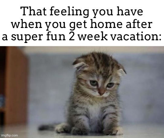 It’s so sad usually | That feeling you have when you get home after a super fun 2 week vacation: | image tagged in sad kitten,vacation | made w/ Imgflip meme maker