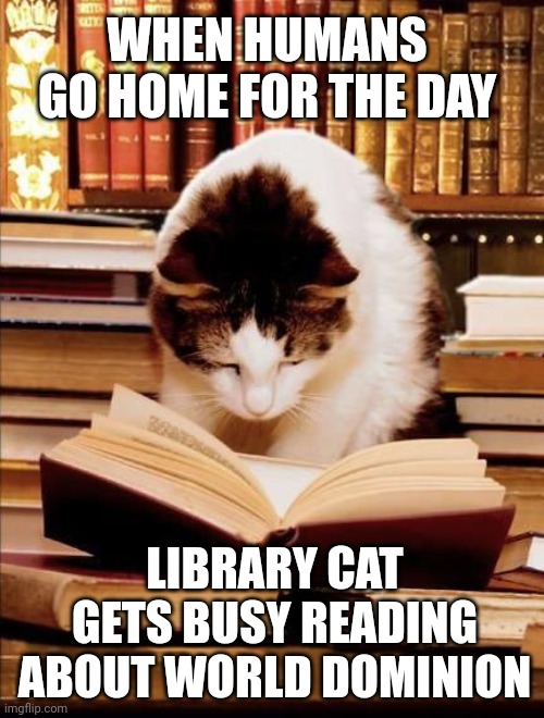 Library cat | WHEN HUMANS GO HOME FOR THE DAY; LIBRARY CAT GETS BUSY READING ABOUT WORLD DOMINION | image tagged in cat reading a book | made w/ Imgflip meme maker