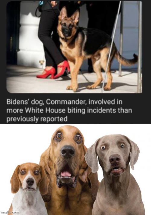 Commander | image tagged in surprised dogs,biden,dog,white house,memes,dogs | made w/ Imgflip meme maker