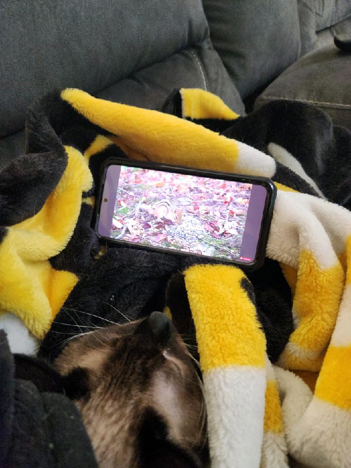 Chill Cat Watching TV Blank Meme Template