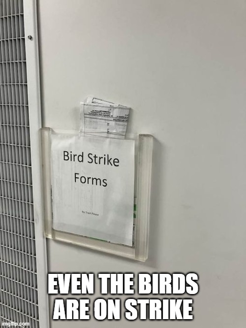 Bird strike | EVEN THE BIRDS ARE ON STRIKE | image tagged in bird strike forms | made w/ Imgflip meme maker