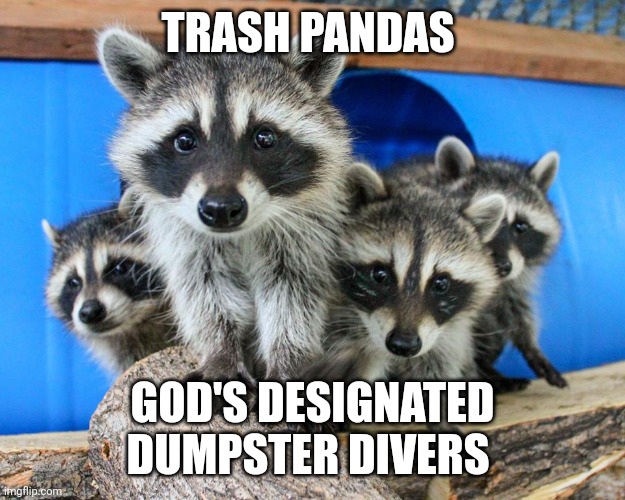 trash pandas | TRASH PANDAS; GOD'S DESIGNATED DUMPSTER DIVERS | image tagged in funny memes | made w/ Imgflip meme maker