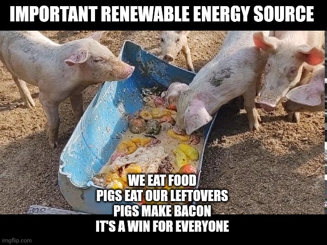 renewable energy | IMPORTANT RENEWABLE ENERGY SOURCE; WE EAT FOOD 
PIGS EAT OUR LEFTOVERS 
PIGS MAKE BACON 
IT'S A WIN FOR EVERYONE | image tagged in renewable energy | made w/ Imgflip meme maker