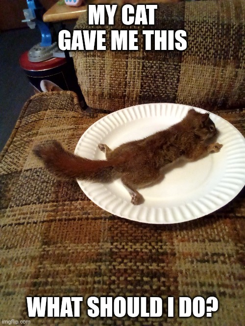 uhhhhh a dead squirrel | MY CAT GAVE ME THIS; WHAT SHOULD I DO? | image tagged in cats,cat,squirrel,squirrels | made w/ Imgflip meme maker