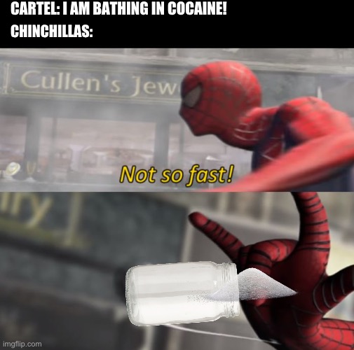 Not So Fast | CARTEL: I AM BATHING IN COCAINE! CHINCHILLAS: | image tagged in not so fast | made w/ Imgflip meme maker