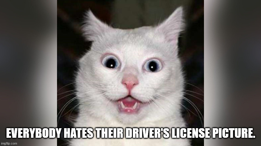 DL Pic | EVERYBODY HATES THEIR DRIVER'S LICENSE PICTURE. | image tagged in cat,dmv pic | made w/ Imgflip meme maker