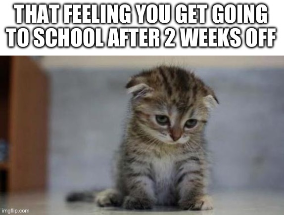 Let me go back | THAT FEELING YOU GET GOING TO SCHOOL AFTER 2 WEEKS OFF | image tagged in sad kitten,school,the truth | made w/ Imgflip meme maker