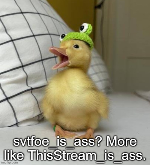 Baby duck with frog Hat | svtfoe_is_ass? More like ThisStream_is_ass. | image tagged in baby duck with frog hat | made w/ Imgflip meme maker