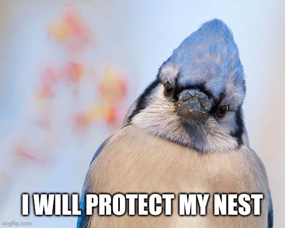 Blue jay | I WILL PROTECT MY NEST | image tagged in blue jay | made w/ Imgflip meme maker