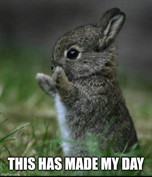 Cute Bunny | THIS HAS MADE MY DAY | image tagged in cute bunny | made w/ Imgflip meme maker