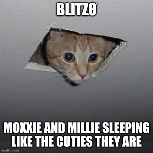 Ceiling Cat | BLITZØ; MOXXIE AND MILLIE SLEEPING LIKE THE CUTIES THEY ARE | image tagged in memes,ceiling cat | made w/ Imgflip meme maker