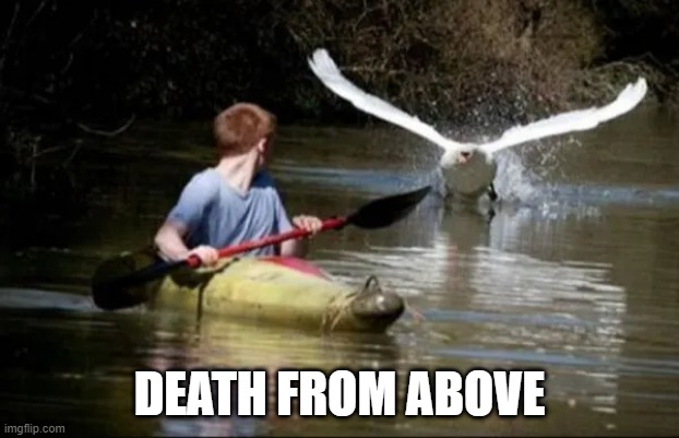 You Kayaked on the Wrong Pond | DEATH FROM ABOVE | image tagged in ducks,geese | made w/ Imgflip meme maker