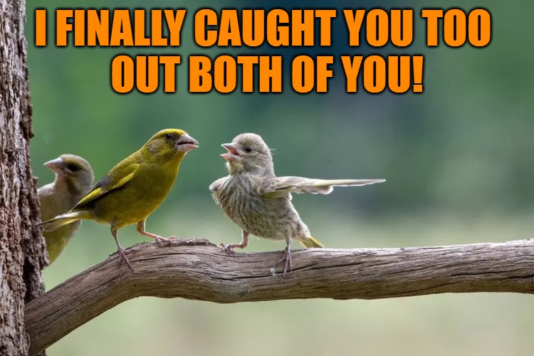 busted | I FINALLY CAUGHT YOU TOO 
OUT BOTH OF YOU! | image tagged in busted,cheating,birds,kewlew | made w/ Imgflip meme maker