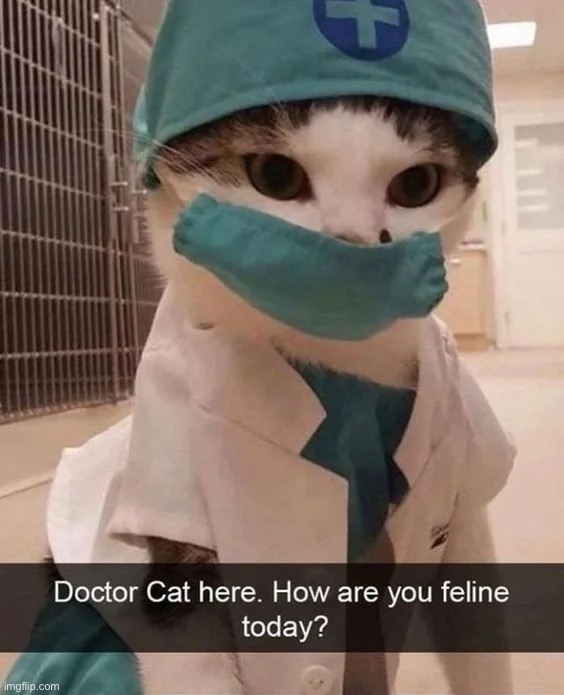 as usual: found on reddit | image tagged in cats,memes,eyeroll,puns,bruh | made w/ Imgflip meme maker