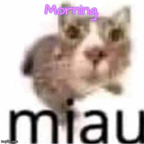 miau | Morning. | image tagged in miau | made w/ Imgflip meme maker