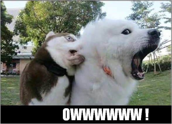 Husky Puppies Bite ! | OWWWWWW ! | image tagged in dogs,husky,puppy,biting | made w/ Imgflip meme maker