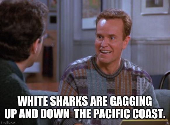 That's Gold Jerry  | WHITE SHARKS ARE GAGGING UP AND DOWN  THE PACIFIC COAST. | image tagged in that's gold jerry | made w/ Imgflip meme maker