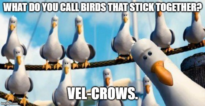 Daily Bad Dad Joke October 9, 2023 | WHAT DO YOU CALL BIRDS THAT STICK TOGETHER? VEL-CROWS. | image tagged in nemo birds | made w/ Imgflip meme maker