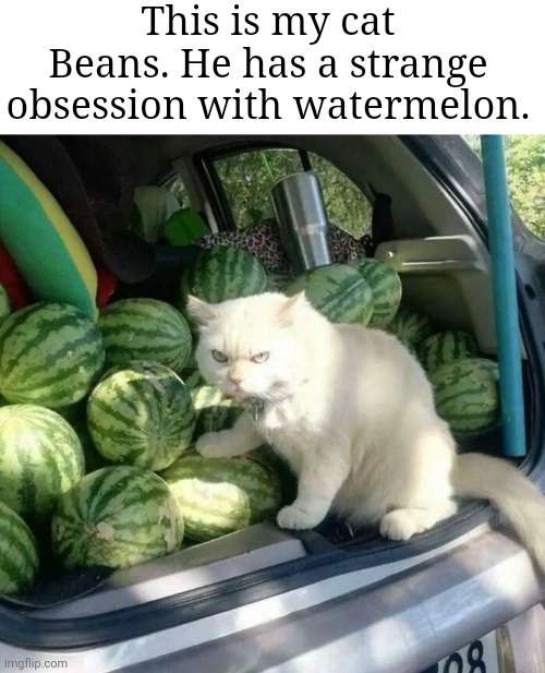 I took him to the market today and there was a shipment of watermelon coming in | This is my cat Beans. He has a strange obsession with watermelon. | image tagged in cats,cat,watermelon,obsession | made w/ Imgflip meme maker