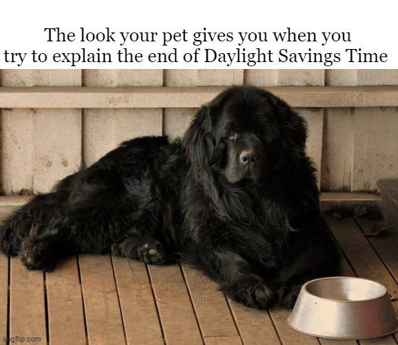 Daylight Savings Dog | The look your pet gives you when you try to explain the end of Daylight Savings Time | image tagged in dogs,funny dog memes,daylight savings time | made w/ Imgflip meme maker