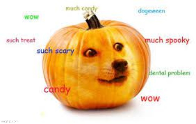 Pumpkin doge | image tagged in pumpkin doge | made w/ Imgflip meme maker