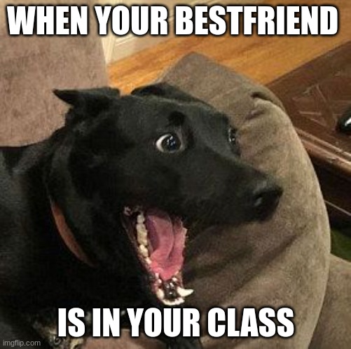 when your bestfriend is in your class | WHEN YOUR BESTFRIEND; IS IN YOUR CLASS | image tagged in overly excited dog,memes,funny,class,best friends | made w/ Imgflip meme maker