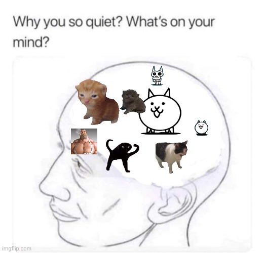 Cat brain | image tagged in what's on your mind,memes,funny,cats | made w/ Imgflip meme maker