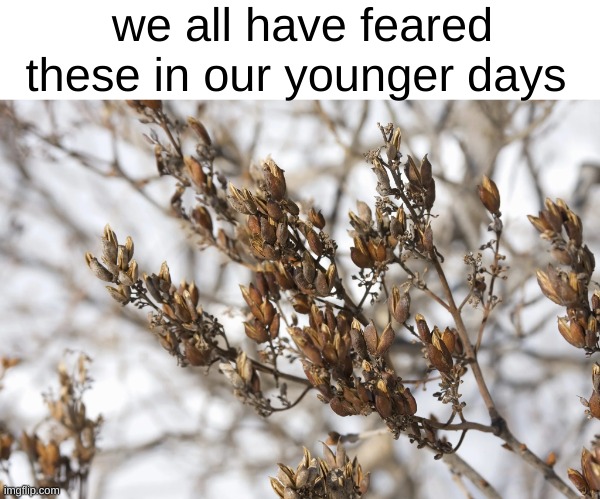 "don't be scared of those, they're just dead lilac blossoms." | we all have feared these in our younger days | image tagged in plants,flowers,spring,childhood,memes,google images | made w/ Imgflip meme maker
