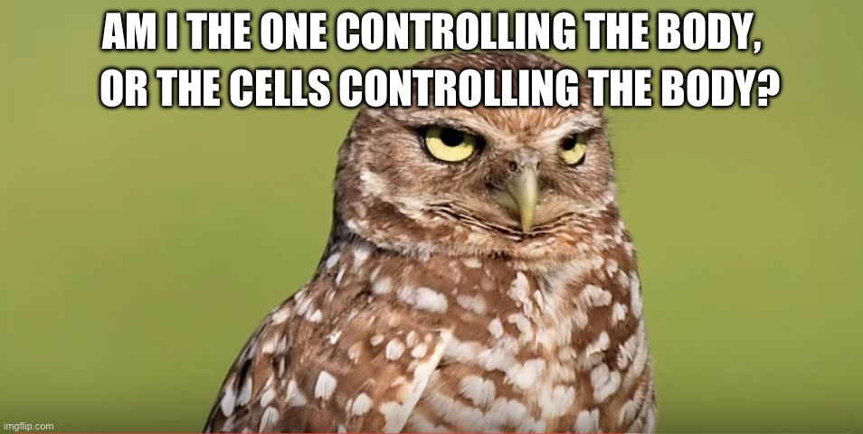 A deep thought for now | OR THE CELLS CONTROLLING THE BODY? AM I THE ONE CONTROLLING THE BODY, | image tagged in death stare owl,deep thoughts,shower thoughts,thinking | made w/ Imgflip meme maker