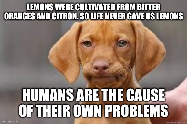 Disappointed Dog | LEMONS WERE CULTIVATED FROM BITTER ORANGES AND CITRON. SO LIFE NEVER GAVE US LEMONS; HUMANS ARE THE CAUSE OF THEIR OWN PROBLEMS | image tagged in disappointed dog | made w/ Imgflip meme maker