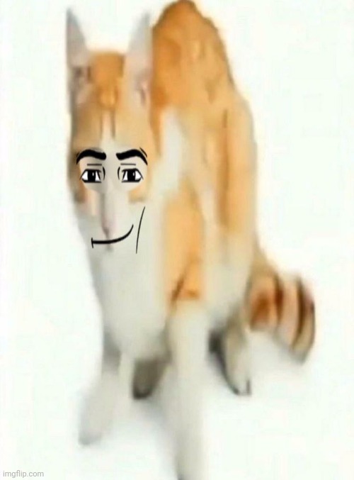 Man Face Cat | image tagged in man face cat | made w/ Imgflip meme maker