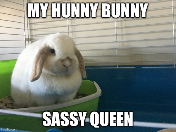 Pet reveal | MY HUNNY BUNNY; SASSY QUEEN | image tagged in pets,rabbits | made w/ Imgflip meme maker