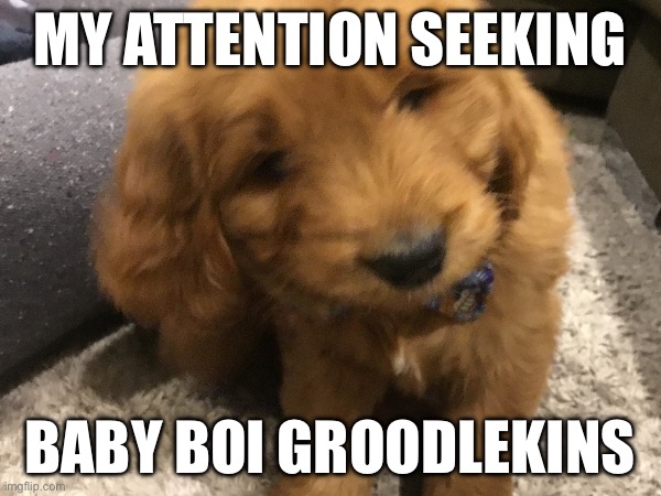 Pet reveal | MY ATTENTION SEEKING; BABY BOI GROODLEKINS | image tagged in dogs,pets | made w/ Imgflip meme maker