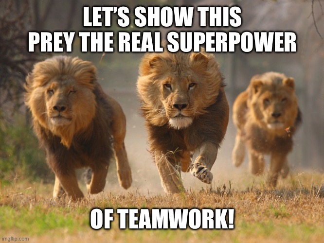 Lions Lookin For A Dentist | LET’S SHOW THIS PREY THE REAL SUPERPOWER OF TEAMWORK! | image tagged in lions lookin for a dentist | made w/ Imgflip meme maker