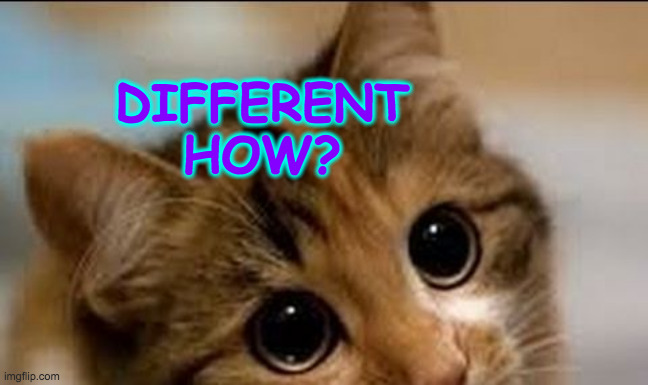 Innocent cat | DIFFERENT HOW? | image tagged in innocent cat | made w/ Imgflip meme maker