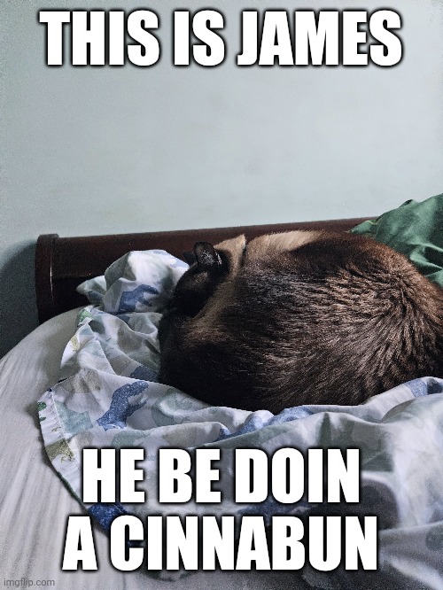 Cute cinnabun | THIS IS JAMES; HE BE DOIN A CINNABUN | image tagged in cute cat,cat | made w/ Imgflip meme maker