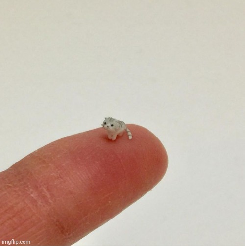 el wiwi | image tagged in el wiwi | made w/ Imgflip meme maker