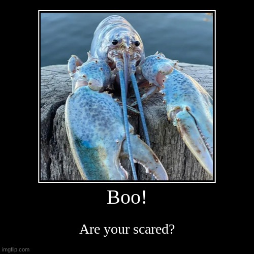 Boo! | Boo! | Are your scared? | image tagged in funny,demotivationals | made w/ Imgflip demotivational maker