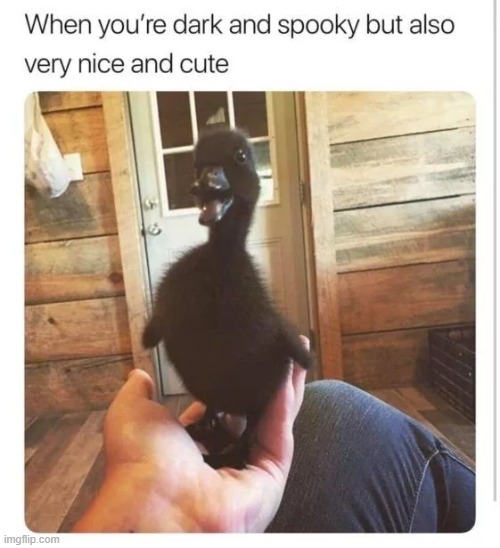 image tagged in ducks | made w/ Imgflip meme maker