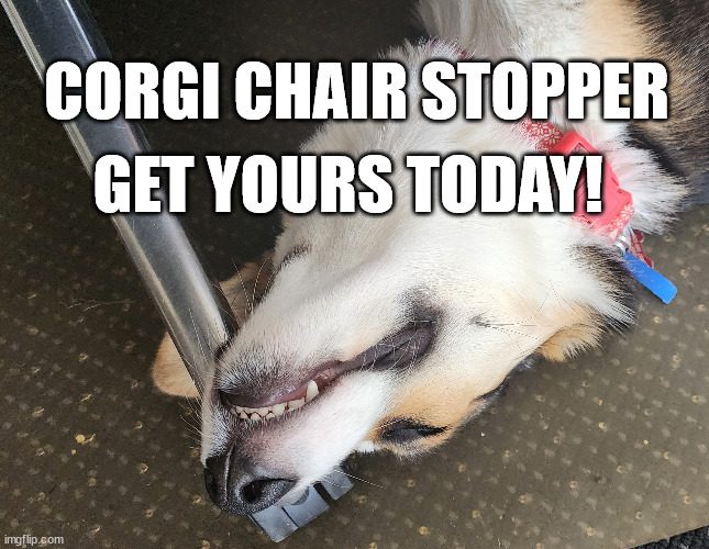 Corgi Chair Stopper | CORGI CHAIR STOPPER; GET YOURS TODAY! | image tagged in dogs,corgi,landthecardigancorgi | made w/ Imgflip meme maker