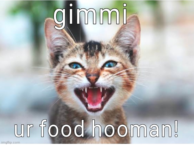 She forces you to give your food to her! | image tagged in cats,kittens,cute cat,funny | made w/ Imgflip meme maker