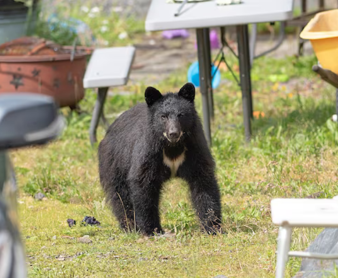 Bear Blank Meme Template