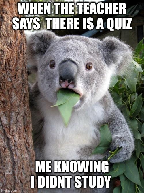 Surprised Koala Meme | WHEN THE TEACHER SAYS  THERE IS A QUIZ; ME KNOWING I DIDNT STUDY | image tagged in memes,surprised koala | made w/ Imgflip meme maker